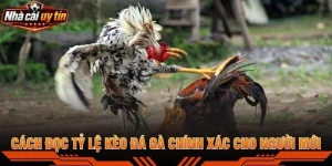 Cách Đọc Tỷ Lệ Kèo Đá Gà Chính Xác Cho Người Mới